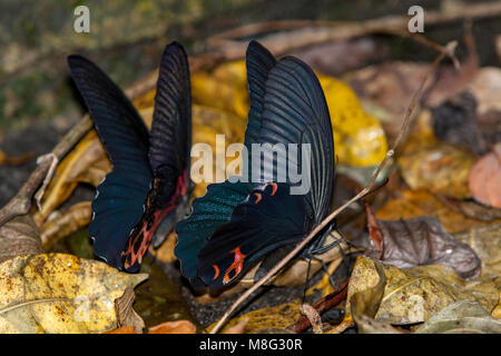 Papilio protenor amaura (Vordergrund) und Formosan Schwalbenschwanz (Papilio taiwanus) (Hintergrund) Schmetterlingsarten Flüssigkeit auf nassen Böden, Schlamm - puddling Stockfoto