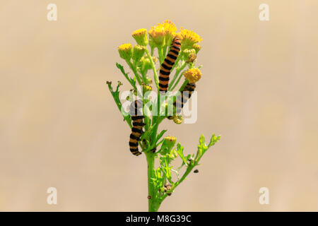 Zinnober Raupen sind Larvea der Zinnober Motte (Tyria Jacobaeae). Finden Sie hier Fütterung auf den gelb blühenden Kreuzkraut (Jacobaea Vulgaris). Stockfoto