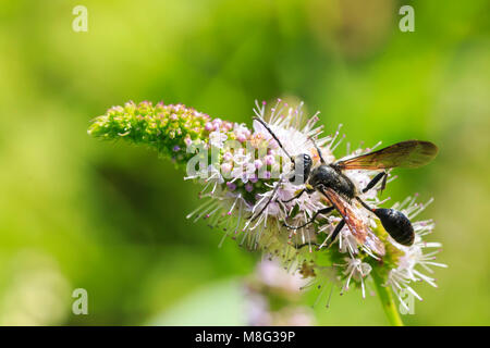 Seltsam aussehenden Insekt Ammophila sabulosa, die rot-banded Sand wasp Fütterung auf eine weiße Blume. Stockfoto