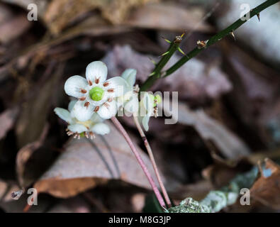 Kleine weiße, fünf-Blütenblatt Blüte mit grünen Zentrum in Woodlands gefunden. Stockfoto