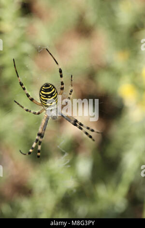 Weibliche Wasp spider Argiope Bruennichi, im Web Stockfoto