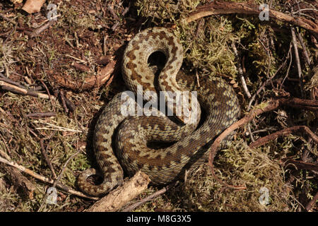 Weibliche Kreuzotter, Vipera berus, Basking Stockfoto