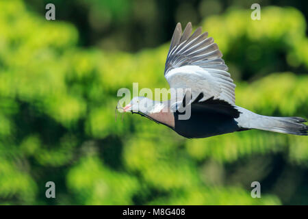 Nahaufnahme einer Ringeltaube, Columba Palumbus, Vogel im Flug beim Sammeln von Nistmaterial ins Nest für die Zucht. Stockfoto