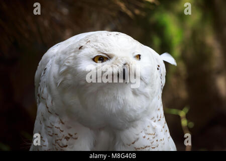 Closeup Portrait von einem weißen Schnee-eule (Bubo scandiacus) Raubvogel auf einem dunklen Hintergrund. Stockfoto