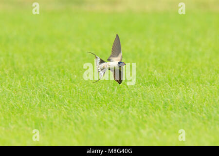 Nahaufnahme einer Rauchschwalbe (Hirundo rustica) im Flug. Die am weitesten verbreiteten Fischarten der Welt schlucken und der nationalvogel von Estland. Stockfoto