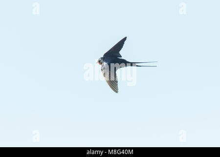 Nahaufnahme einer Rauchschwalbe (Hirundo rustica) im Flug. Die am weitesten verbreiteten Fischarten der Welt schlucken und der nationalvogel von Estland. Stockfoto