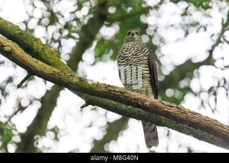 Nahaufnahme von einem weiblichen Habicht Accipiter Gentilis. Dieser Raubvogel thront auf einem Zweig in einen grünen Baum. Stockfoto