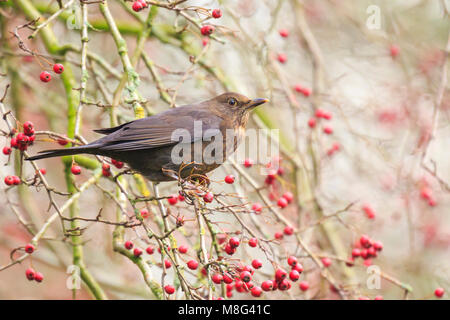 Eine gemeinsame Amsel, Turdus merula, Beeren Essen aus einem Busch während der Wintersaison. Stockfoto