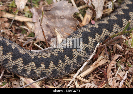 Männliche Kreuzotter, Vipera berus, Basking Stockfoto