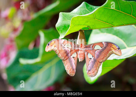 Große Atlas moth tropischer Schmetterling (Attacus Atlas) ruht auf einer großen, grünen Blatt im Dschungel Vegetation. Stockfoto