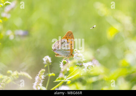 Seitenansicht Nahaufnahme von einem silbernen getünchten Fritillaryschmetterling Ceriagrion tenellum Fütterung auf weiße Blumen in hell beleuchteten und lebhaften farbigen Blumen wiese Stockfoto