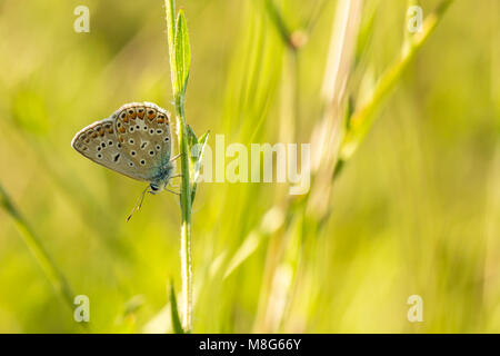 In der Nähe einer gemeinsamen Blauer Schmetterling, Polyommatus Icarus, ruht auf die Vegetation im Sonnenlicht während des Tages in der Saison Sommer Stockfoto