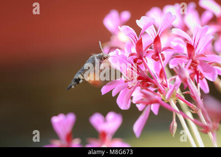 Seitenansicht der ein Kolibri Falke-Motte (Macroglossum Stellatarum) Fütterung auf eine rosa Blume in einer lebhaften Wiese Stockfoto