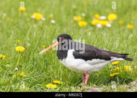 Eurasischen Austernfischer (Haematopus ostralegus wader Vogel) in eine Bunte, blühende Wiese Futtersuche, singen und rufen im Frühling thront seaso Stockfoto