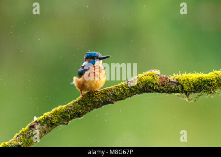 Eine Nahaufnahme der Eisvogel (Alcedo atthis) thront und das Putzen auf einem Zweig der Nahrungssuche und Angeln im Frühling früh morgens das Sonnenlicht. Die hinterg Stockfoto