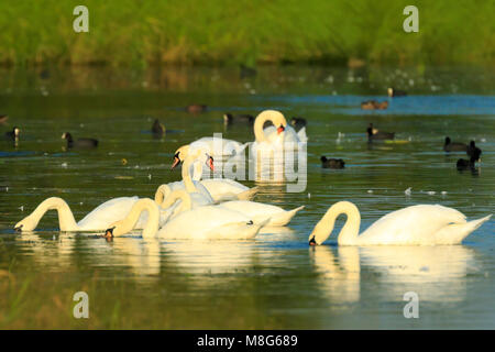 Höckerschwan Cygnus Olor, schwimmen auf dem blauen Wasser. Es ist ein sonniger Tag. Stockfoto