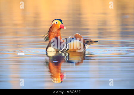 Bunte Nahaufnahme einer männliche Mandarinente (Aix galericulata) Schwimmen mit Spiegelbild im Wasser Stockfoto