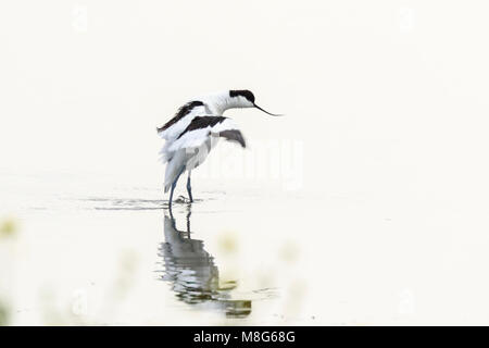 Minimalistisch und künstlerischer Natur. Pied Avocet Wasservögel Recurvirostra avosetta Wandern in Wasser Feuchtgebiete Stockfoto