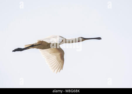 Eurasischen gemeinsame Löffler Platalea leucorodia Wasservögel Vogel im Flug Stockfoto