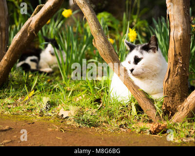Zwei Katzen im Freien in einem Ostern/Frühling einstellen Stockfoto