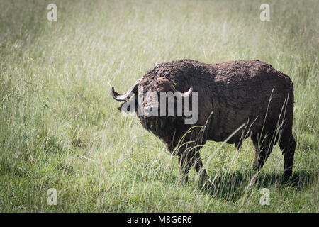 Afrikanische (Kap) Büffel in den Schlamm bedeckt, und wenn man die Kamera in die murchinson Falls Nationalpark in Uganda Stockfoto