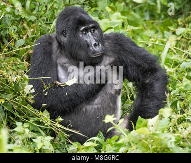 Mountain Gorilla silberrücken Kratzer selbst, während in den reichen Vegetation im Bwindi Nationalpark in Uganda ruhen Stockfoto