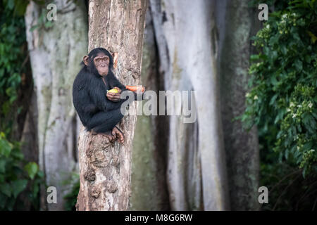 Junge Schimpansen sitzt auf einem Baum, die nach Aufnahme in den Schimpansen Ngamba Island Sanctuary in Uganda Stockfoto