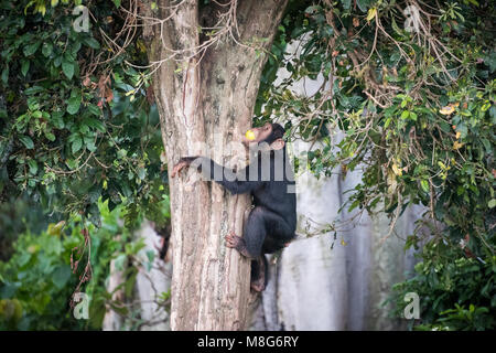 Junger Schimpanse klettert auf einen Baum, die nach Aufnahme in den Schimpansen Ngamba Island Sanctuary in Uganda Stockfoto