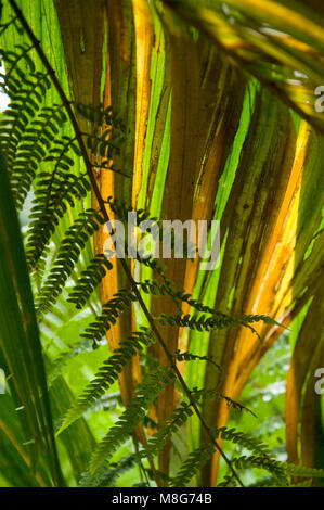 Hintergrundbeleuchtung Palme Wedel sondert einen Farn Wedel im Vordergrund. Stockfoto