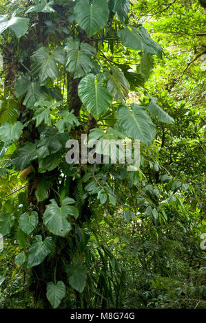 Diese feuchte Umgebung in Monteverde Cloud Forest Reserve hilft eine riesige Menge der biologischen Vielfalt zu fördern, Stockfoto