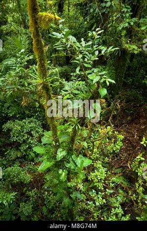 Diese feuchte Umgebung in Monteverde Cloud Forest Reserve hilft eine riesige Menge der biologischen Vielfalt zu fördern, Stockfoto