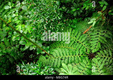 Die Monteverde Cloud Forest Reserve wurde 1972 gegründet und zunächst rund 810 Hektar großen, bewaldeten Grundstück. Über 8 Meilen (13 km) Wanderwege sind Stockfoto