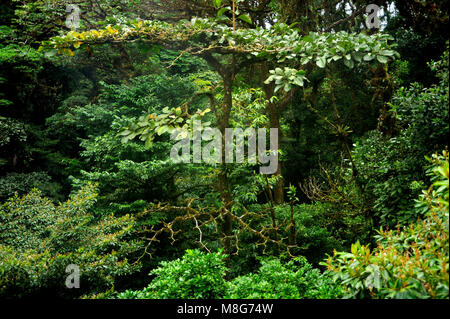 Üppiges, grünes Laub umgibt die zahlreichen Wanderwege in Monteverde Cloud Forest in Costa Rica. Stockfoto