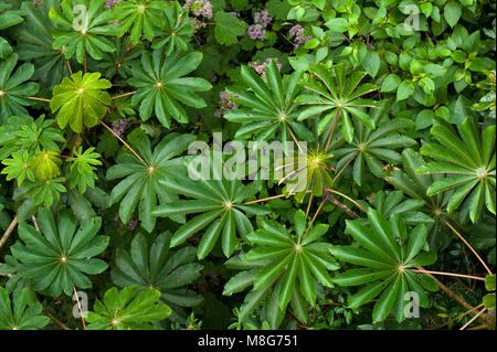 Üppiges, grünes Laub umgibt die zahlreichen Wanderwege in Monteverde Cloud Forest in Costa Rica. Stockfoto