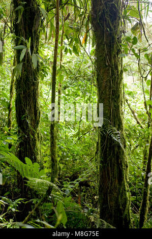 Üppiges, grünes Laub umgibt die zahlreichen Wanderwege in Monteverde Cloud Forest in Costa Rica. Stockfoto