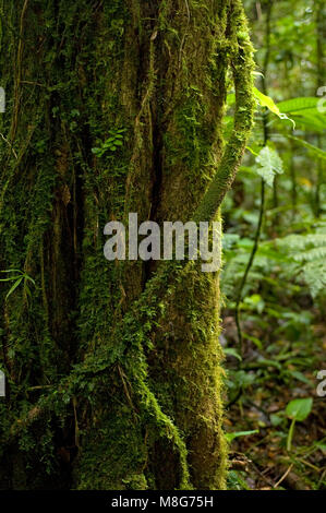 Einen bemoosten Antenne root Um einen Baumstamm in der Nebelwaldreservat Wraps. Stockfoto