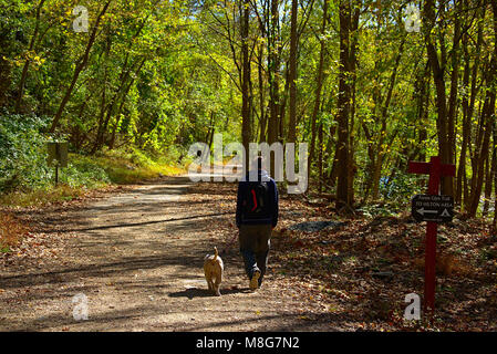 Junge Mann Stier Hund auf der Spur Stockfoto