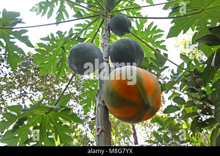 Vollreife, organische und großen roten Dame papaya in Werk in Kerala, Indien wächst. Stockfoto