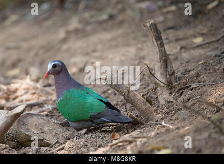 Chalcophaps indica - Die gemeinsame Emerald Taube, Asiatische emerald Taube, oder grau-capped Emerald Taube Stockfoto