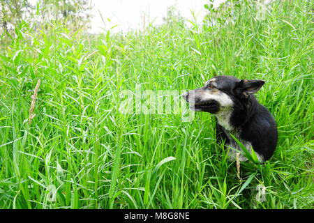 Wandern mit meinem Begleiter in Kiefer, ID Stockfoto