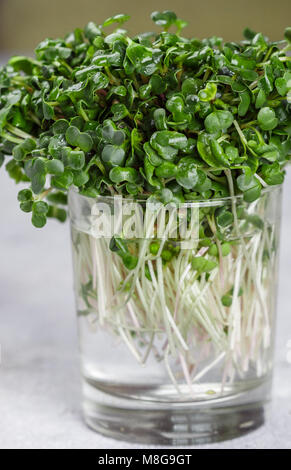 Raw Green Bio daikon Rettich oder Microgreens für frische Salate. detox, Diät. Sämlinge. Konzept und gesundes Essen. Selektiver Fokus Stockfoto