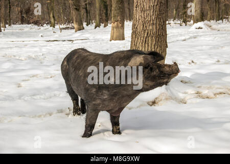 Serbien - Die Mangalica (Mangalitsa, mangalitza) Eine alte ungarische Hunderasse der Hausschwein frei durchstreifen die verschneite Wälder und Nahrungssuche für Lebensmittel Stockfoto