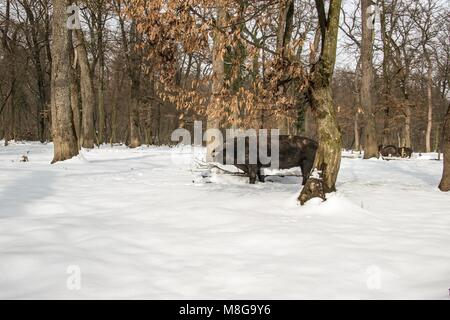 Serbien - Die Mangalica (Mangalitsa, mangalitza) Eine alte ungarische Hunderasse der Hausschwein frei durchstreifen die verschneite Wälder und Nahrungssuche für Lebensmittel Stockfoto