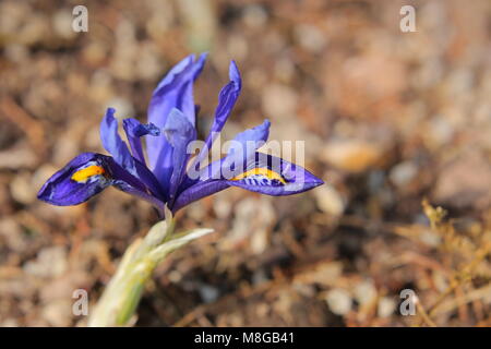 Iris reticulata (Golden fing Iris) im Frühjahr. Stockfoto