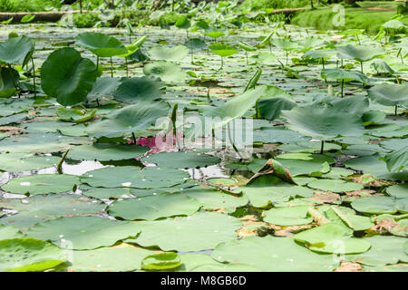 Seerosen auf dem Teich, Vietnam Stockfoto