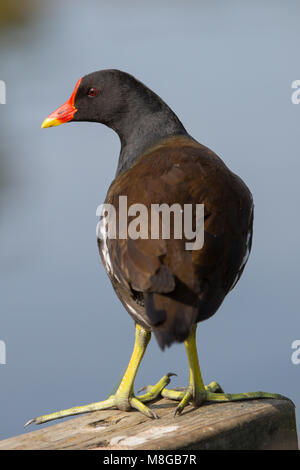 Eurasian Coot stehen auf hölzernen Pfosten, London Wetland Centre, London, UK Stockfoto