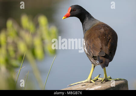 Eurasian Coot stehen auf hölzernen Pfosten, London Wetland Centre, London, UK Stockfoto