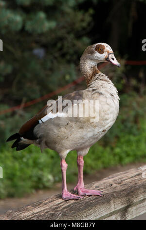 Nilgans stehen auf hölzernen Zaun, London Wetland Centre, London, UK Stockfoto