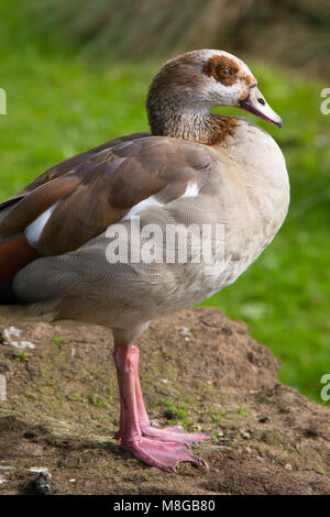 Nilgans stehend auf stone wall, London Wetland Centre, London, UK Stockfoto