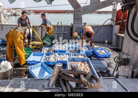 Peniscola Hafen. Ein Fischerboot Fang sortiert bereit zu entlasten. Auf die wartenden Lkw- und Fischmarkt. Stockfoto